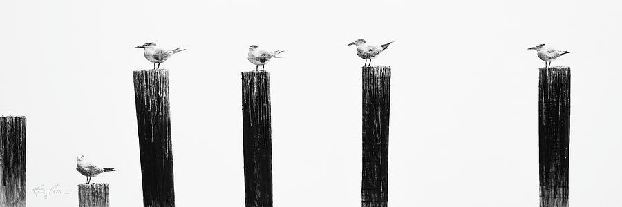 The Sea Birds Digital Art by Randall Allen