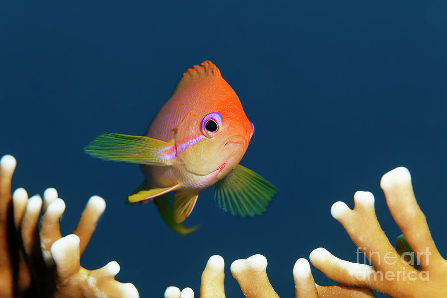 The Sea Goldie Photograph By Norbert Probst