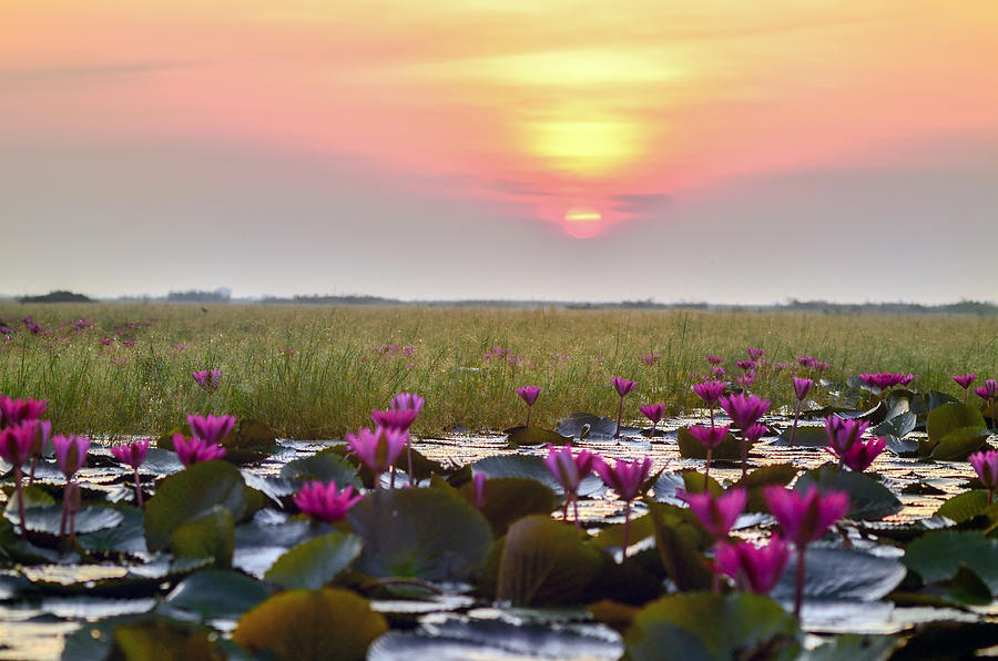 The sea of red lotus at Nong Han Lake national park, Udon Thani, Thailand Photograph by Boonchai Wedmakawand