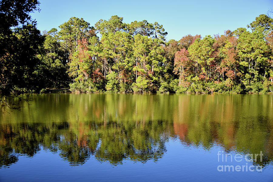 The Sea Pines Forest Preserve At Hilton Head Photograph