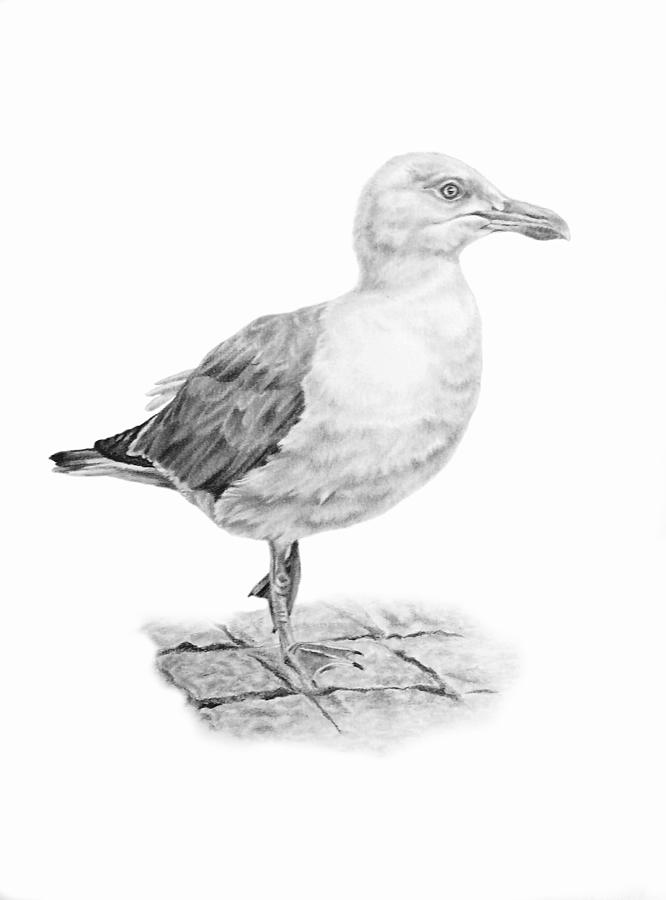 Seagull Drawing - The Seagull Strut by Pencil Paws
