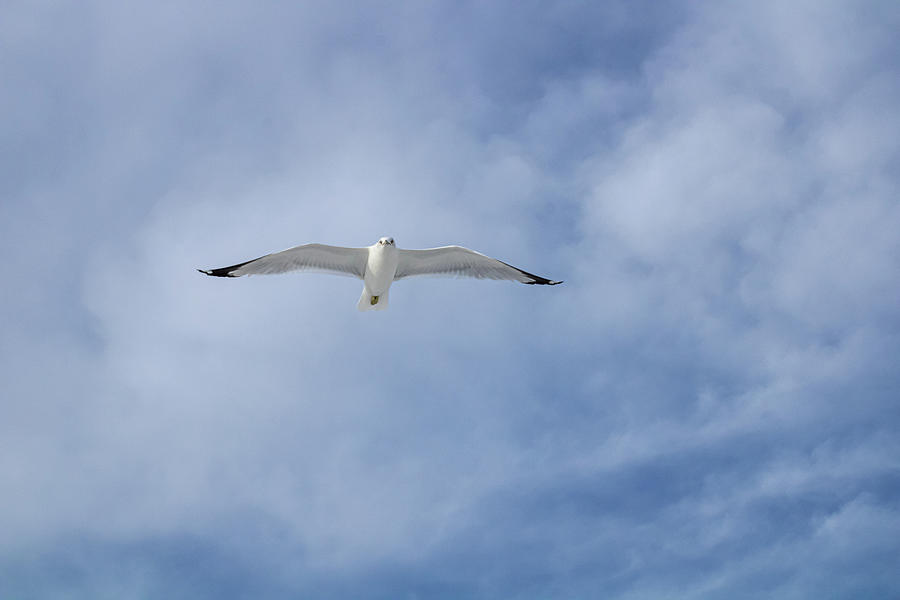 The seagulls flight Photograph by Ingrid Castro - Fine Art America