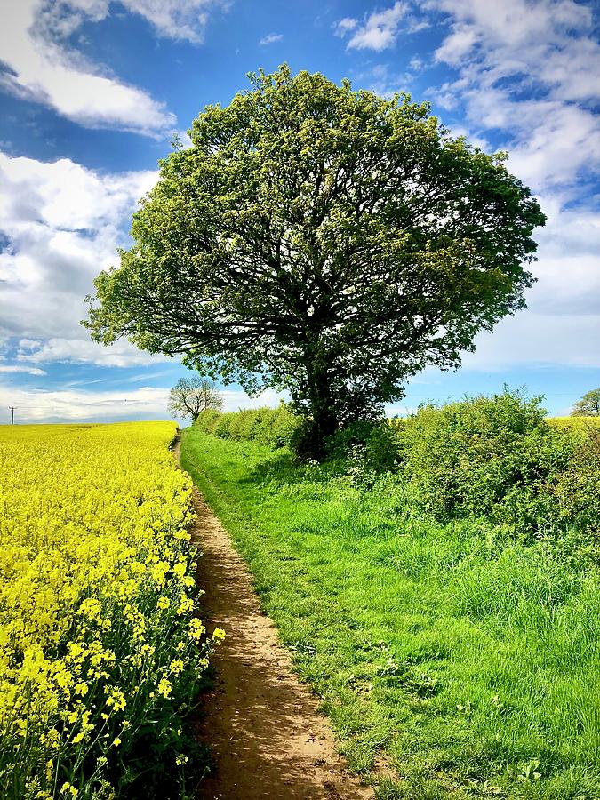 The Season Tree May 2021 Photograph by Gordon James