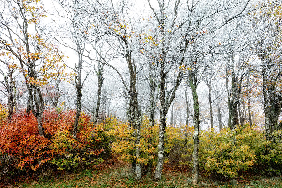 The Seasons Meld Photograph by C  Renee Martin