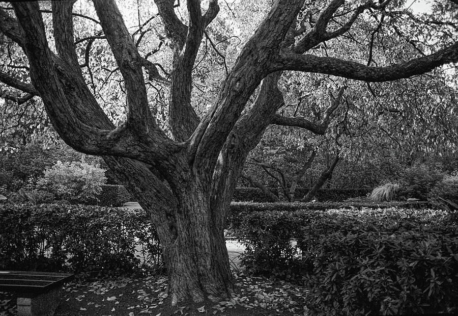 The Secret Garden Tree Photograph by Cornelis Verwaal