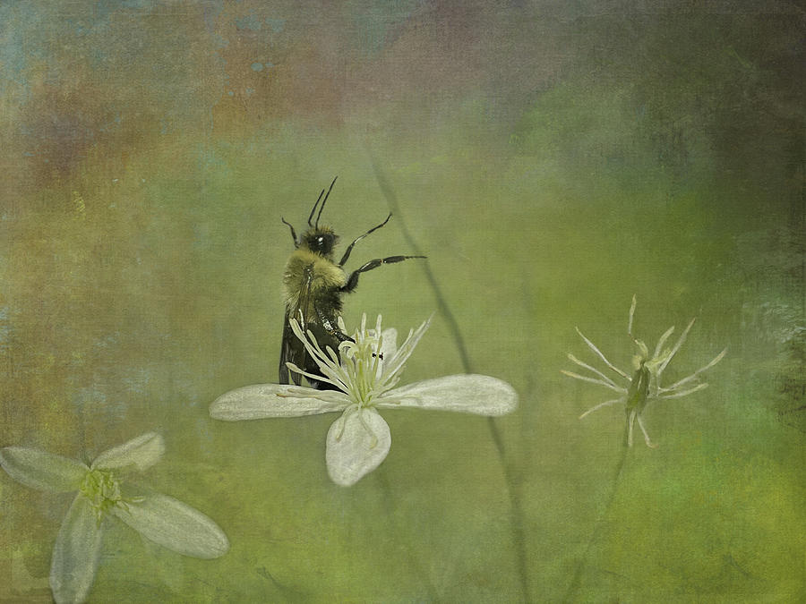 The Secret Life of Bees Photograph by Jill Love