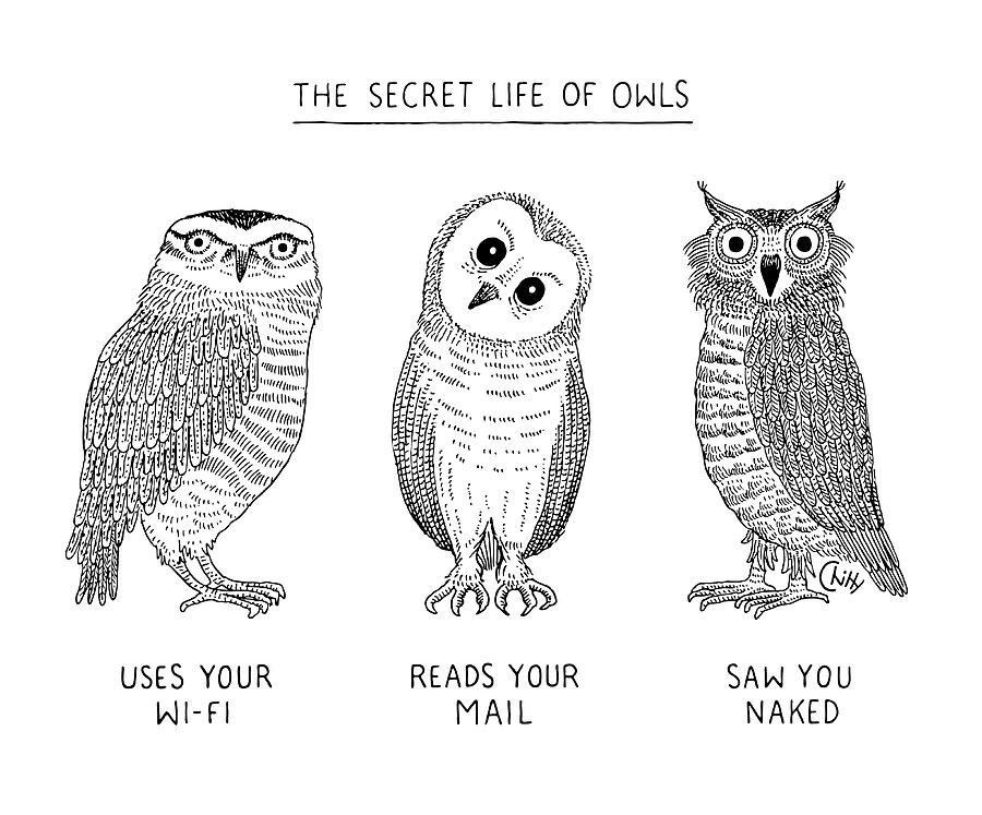 The Secret Life of Owls Drawing by Tom Chitty