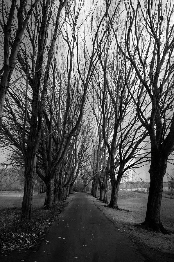 The Secret Path Photograph by Diane Stevens - Fine Art America