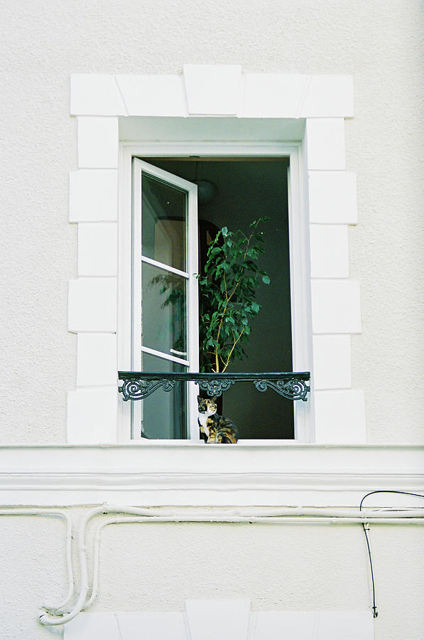 The security cat Photograph by Barthelemy De Mazenod