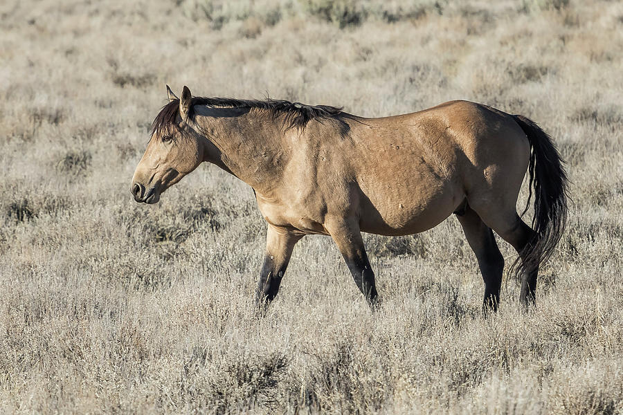 The Self-Assured Saunter of a Stallion Photograph by Belinda Greb