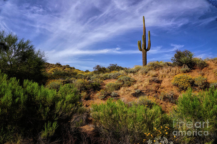 The Sentinel Photograph by Carolyn Krek - Fine Art America