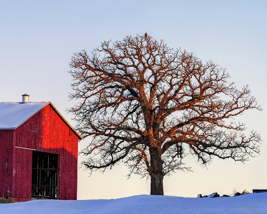 The Sentinel - Red hawk in oak tree with tobacco shed kissed by setting sun Photograph by Peter Herman