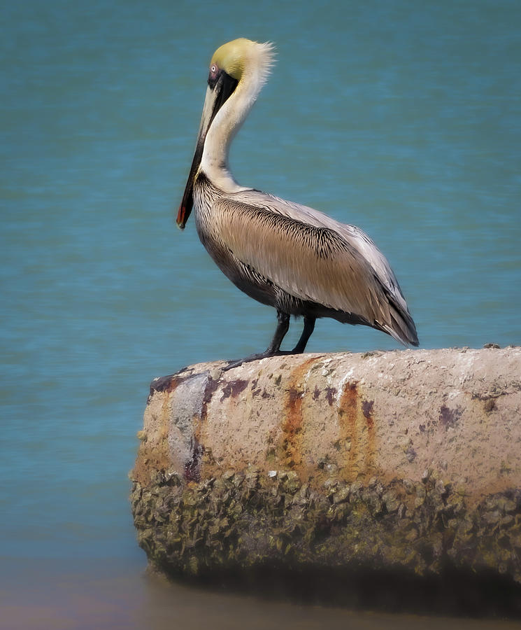 Pelican Photograph - The Sentry by Vicky Edgerly