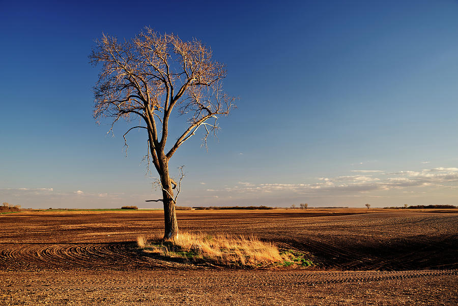 The Serengeti Tree - Lone cottonwood on North Dakota field Photograph by Peter Herman