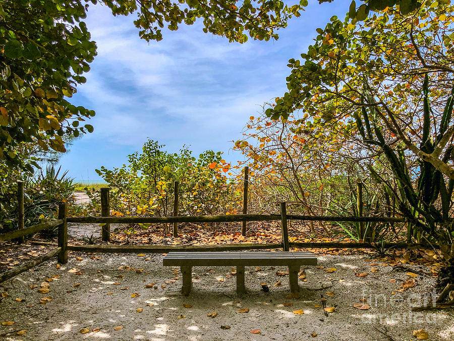 The Serenity Bench Photograph by Eddy Mann