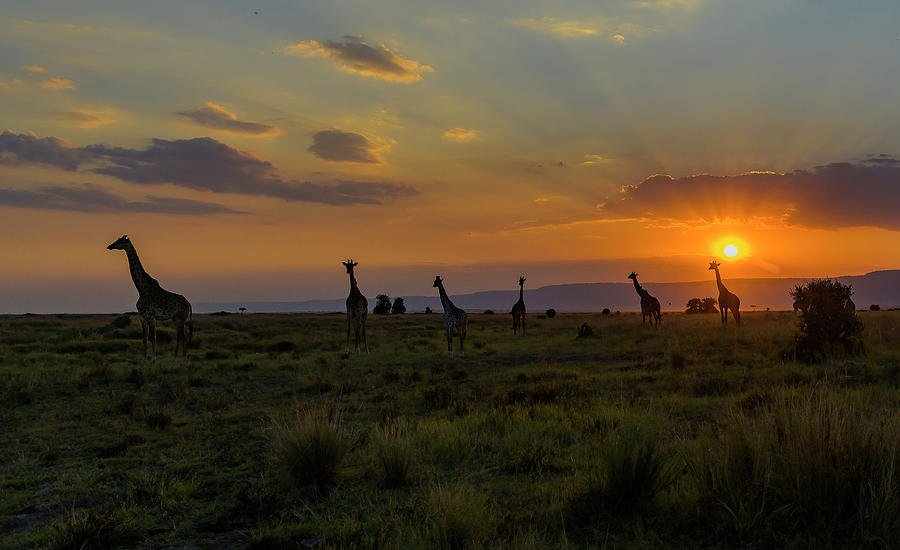 The Setting Sun on a Tower of Giraffes Photograph by Laura Hedien
