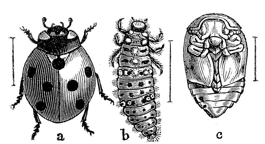The Seven-spot Ladybird (Coccinella Septempunctata) Drawing by Ilbusca
