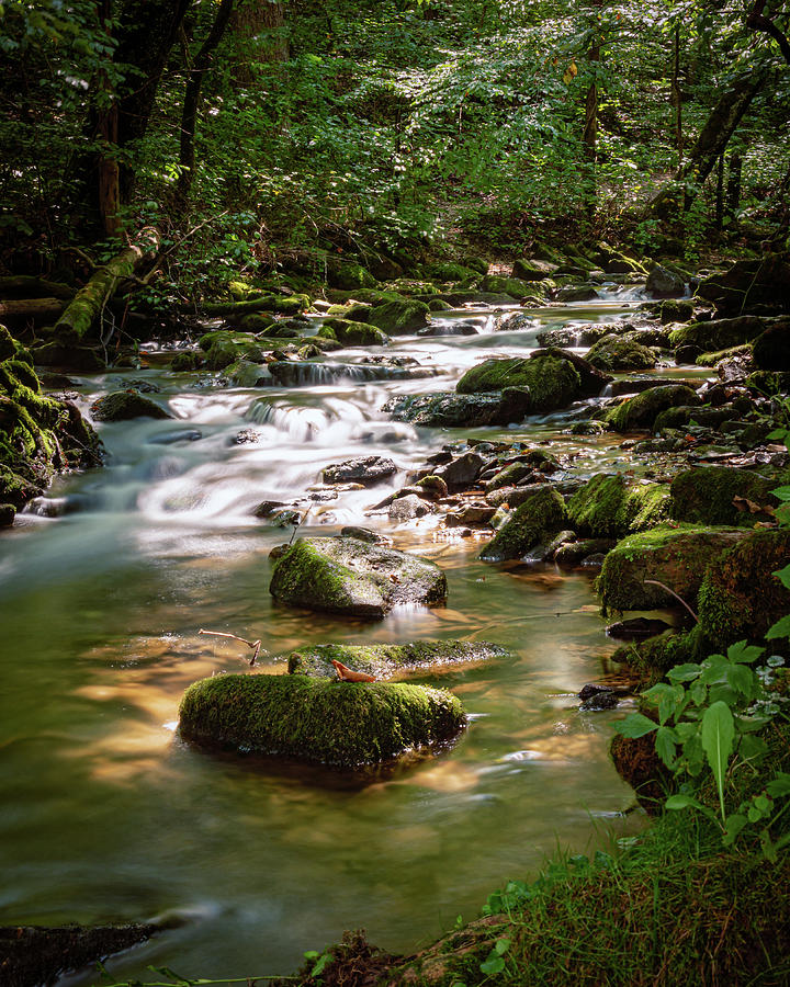 The Shaded Creek Photograph by Colby Stout - Fine Art America