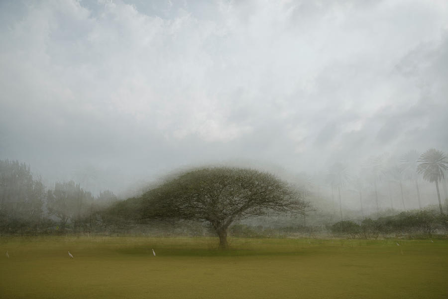 The Shady Tree Photograph by Alex Lapidus