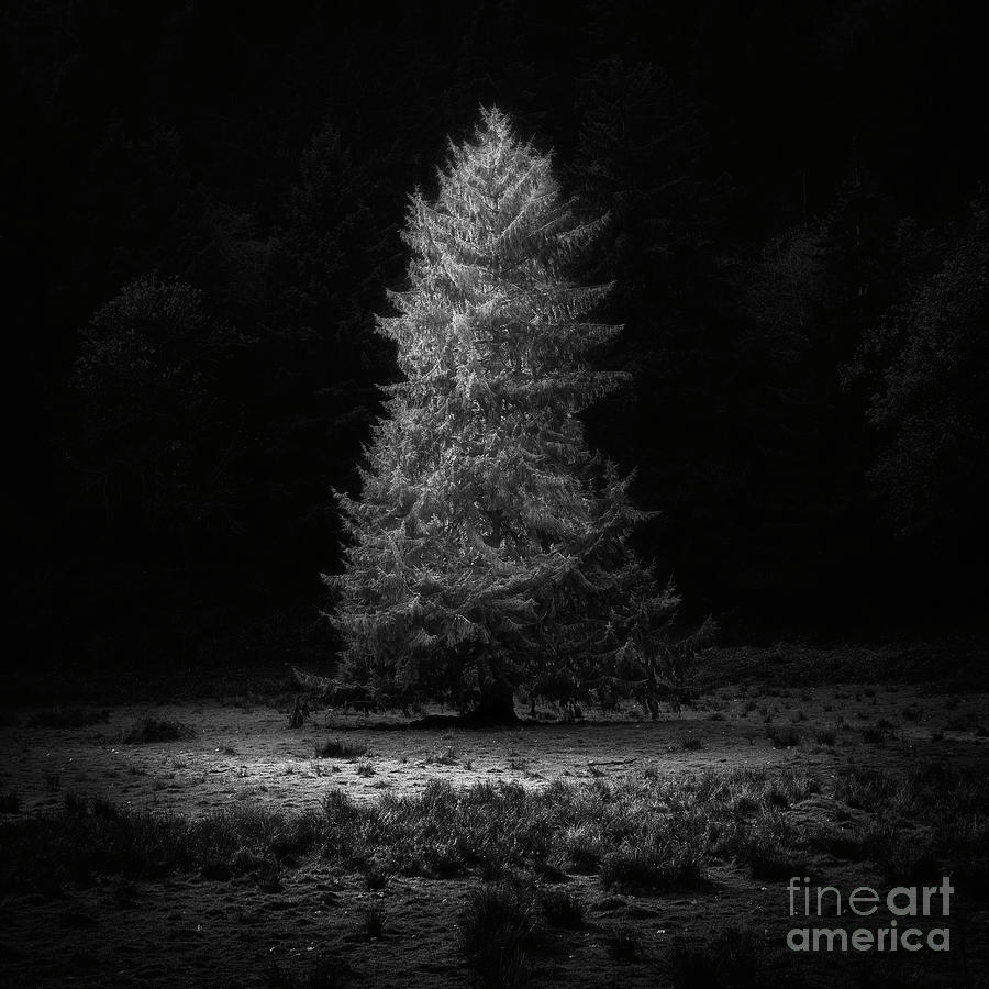 The shape of Christmas Tree Photograph by Masako Metz