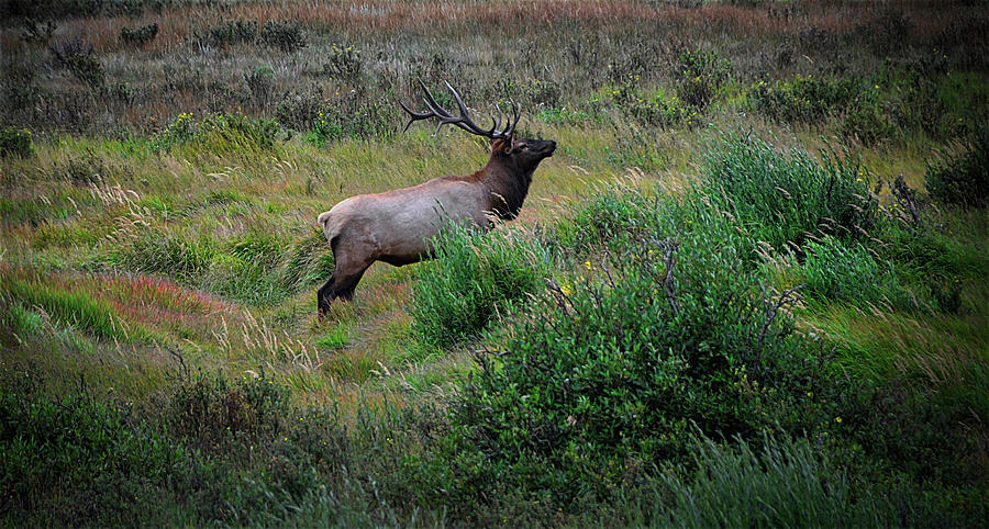 Shawnee Photograph - The Shawnee Call Him Wapiti by Zayne Diamond Photographic Shawnee Photograph - The Shawnee Call Him Wapiti by Zayne Diamond Photographic