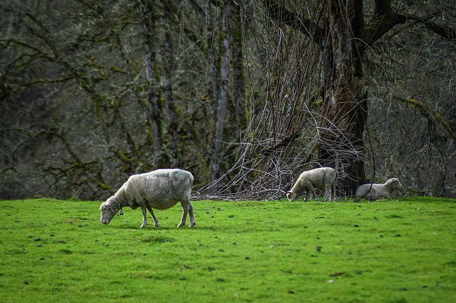 The Sheep Photograph by Brian Orion