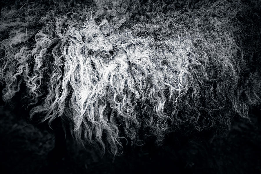 Sheep Photograph - The Sheep by Dorit Fuhg