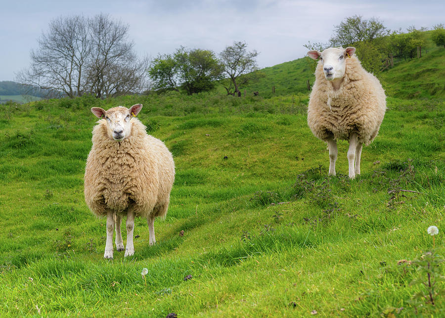 The Sheep Of Colmers Hill West Dorset Photograph By Emma Solomon