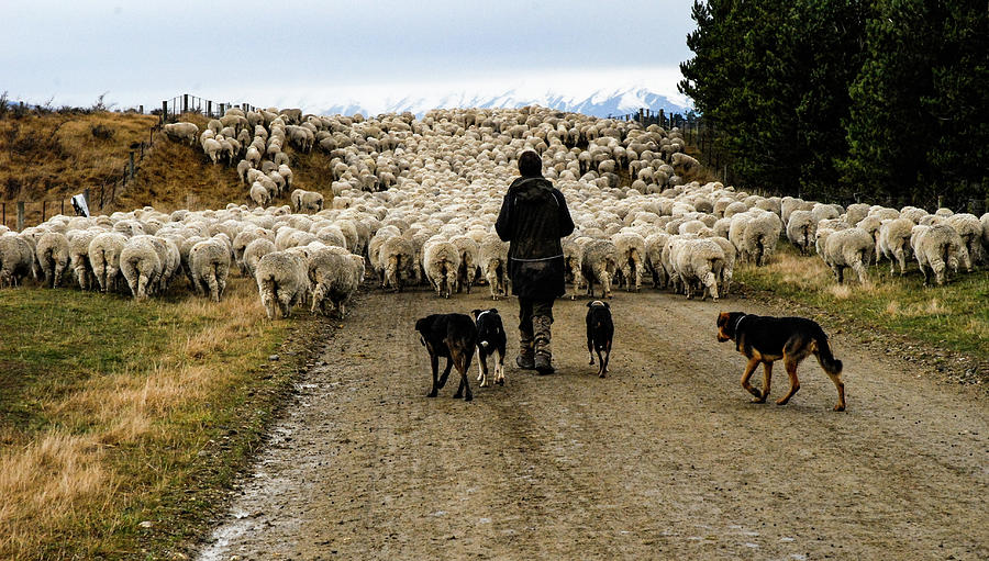 While Shepherds Watched - High Country Muster, South Island, New Zealand Photograph by Earth And Spirit