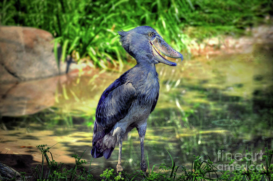 The Shoe-billed Stork Digital Art