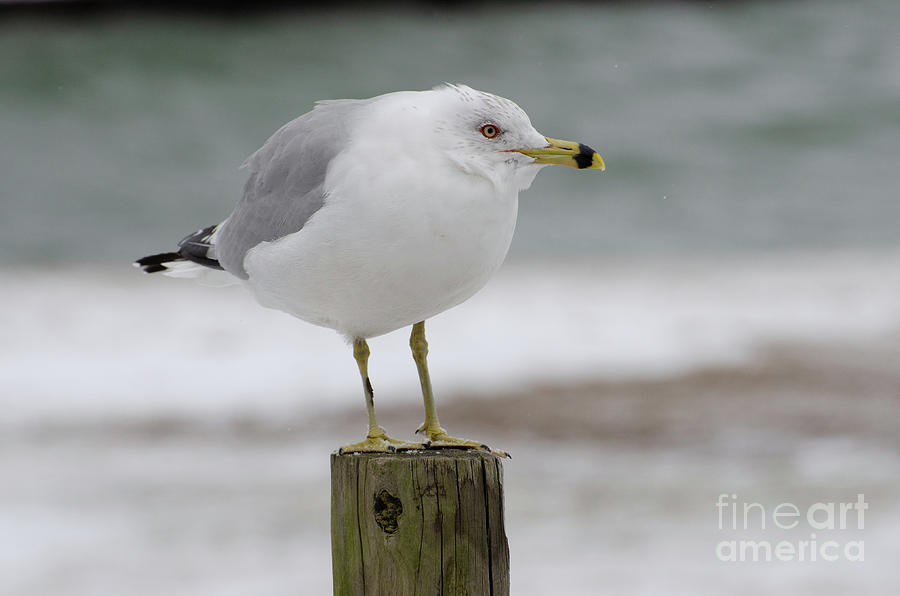 The Shore Watch - Seagull in Snow by The Ford Family The Shore Watch - Seagull in Snow by The Ford Family