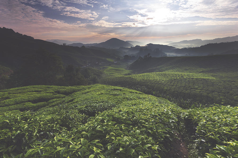 The shot of sunrise over a tea farm during a calm morning. Photograph by Nazman Mizan
