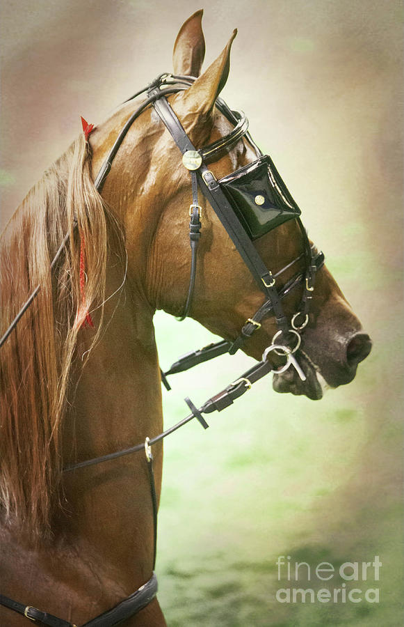 The Show Horse Photograph