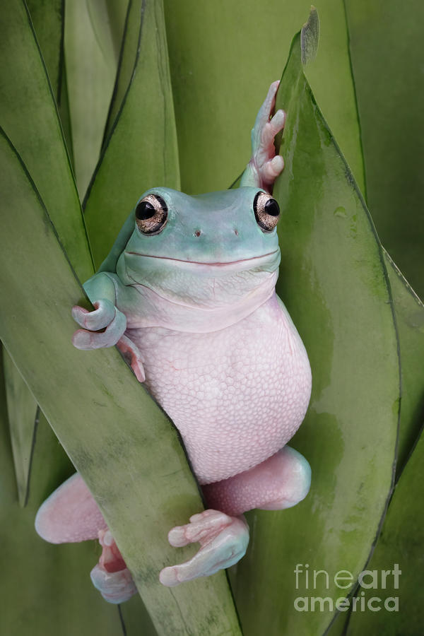 The Show Off Whites Tree Frog Photograph by Linda D Lester - Fine
