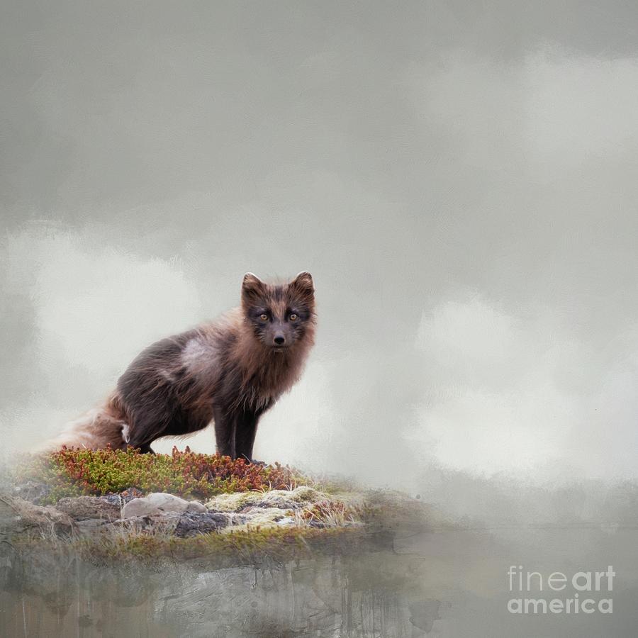 Wildlife Photograph - The Shy Arctic Fox by Eva Lechner