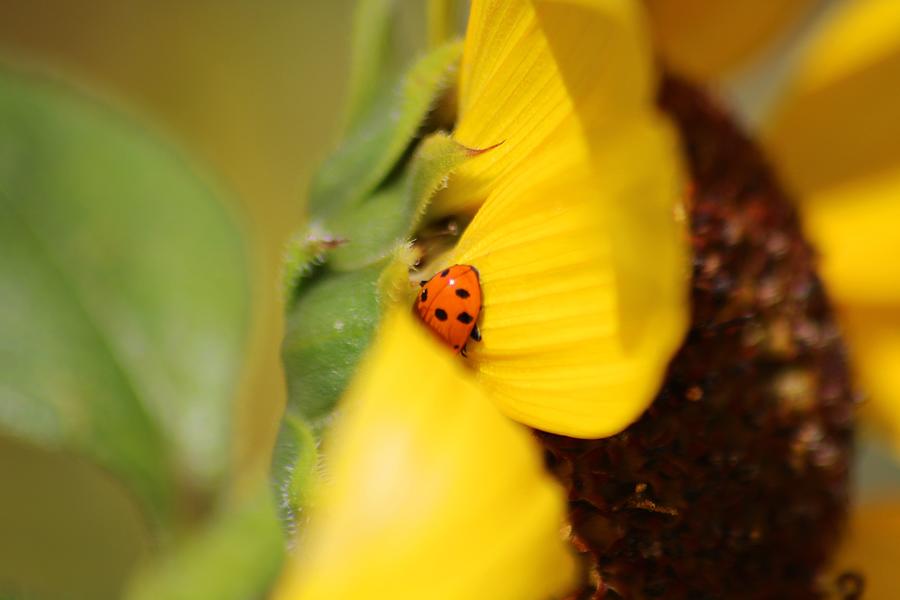 The Shy Ladybug  Photograph by LaDonna McCray