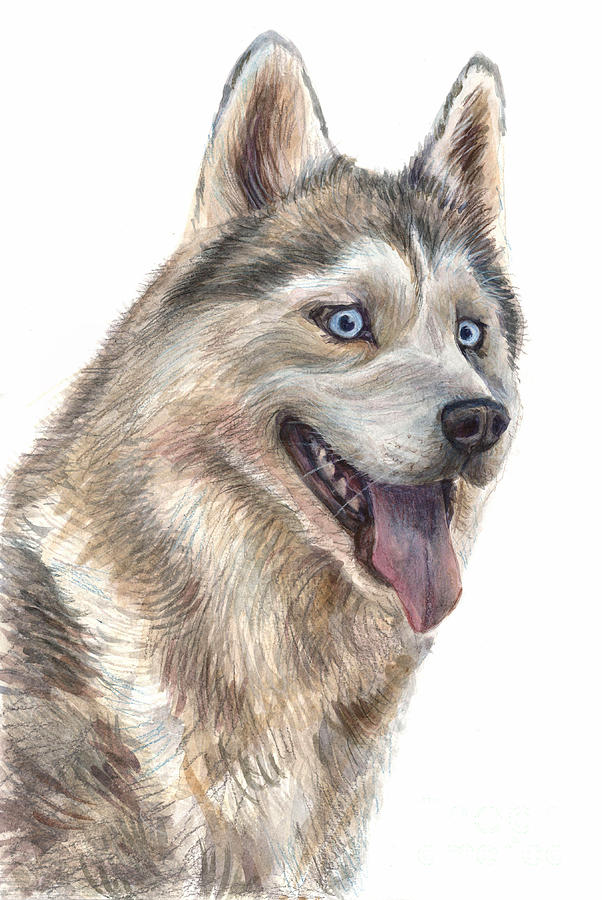 The Siberian Husky, portrait Painting by Evgenii Komzolov | Pixels