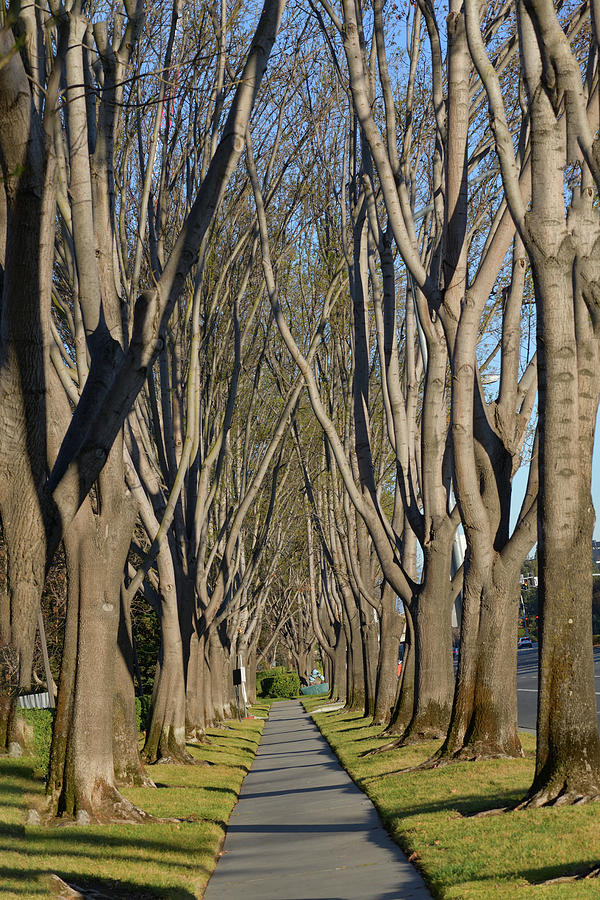 The Sidewalk under long trees tunnel Photograph by Amazing Action Photo Video