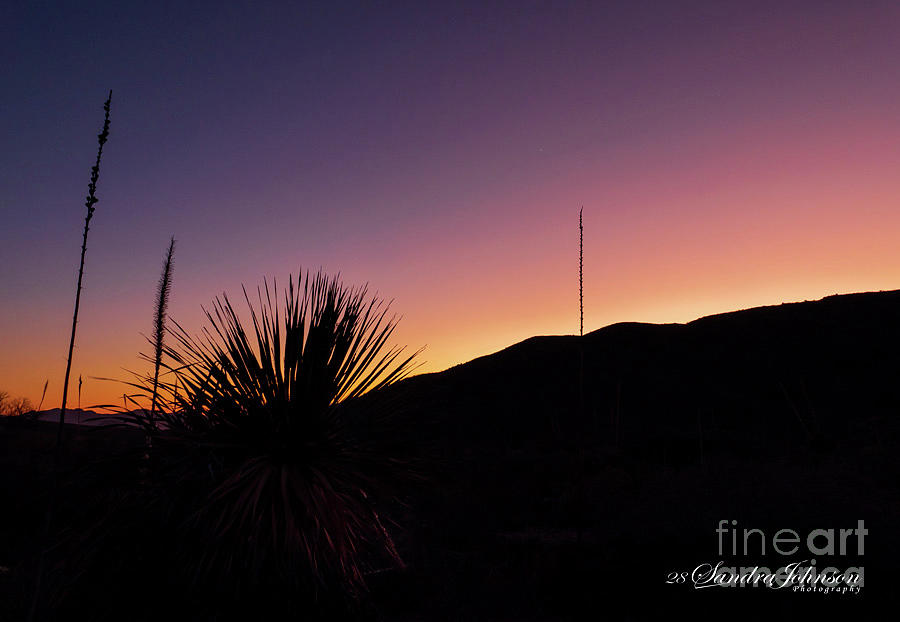 The Silhouette of a Cactus at Sunset Photograph by Sandra Js