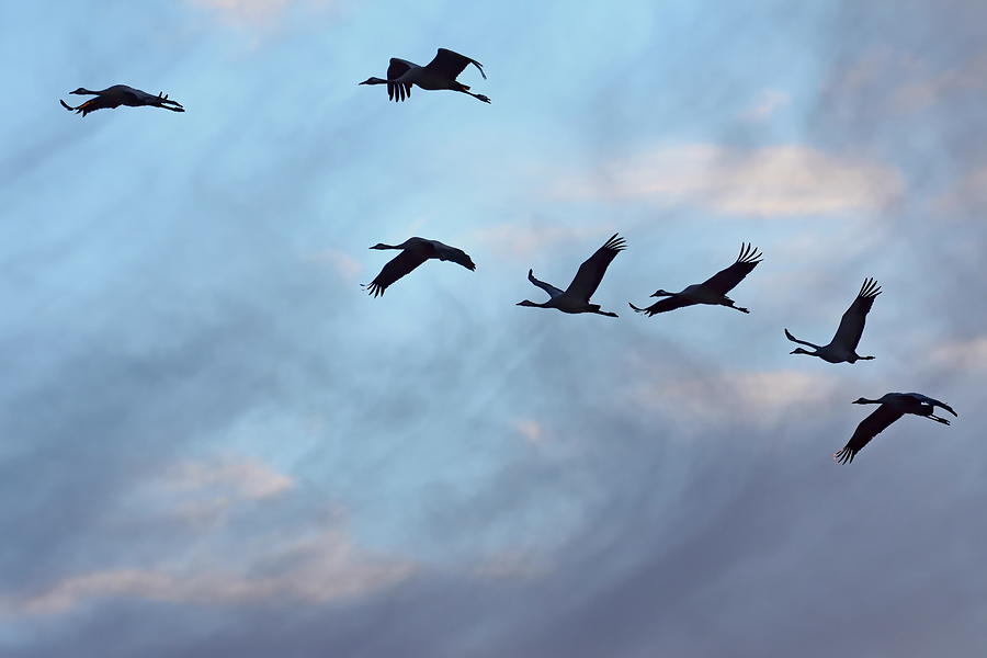 The silhouettes of wild cranes are black against the blue cloudy evening sky Photograph by Ulrich Kunst And Bettina Scheidulin