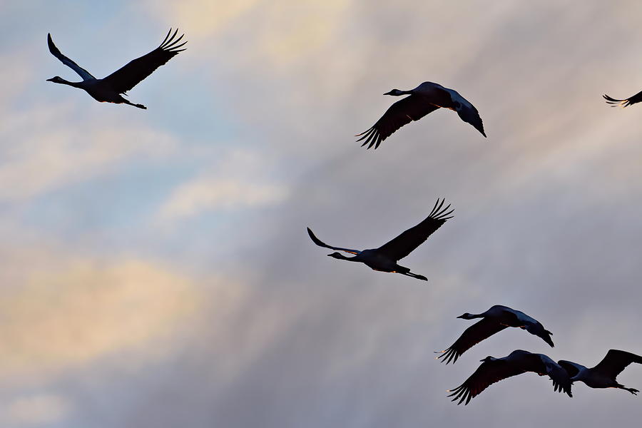 The silhouettes of wild cranes are black against the colorful evening sky Photograph by Ulrich Kunst And Bettina Scheidulin