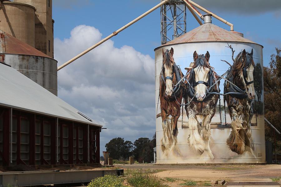 The Silo Draught Horses Photograph by Lee Stickels