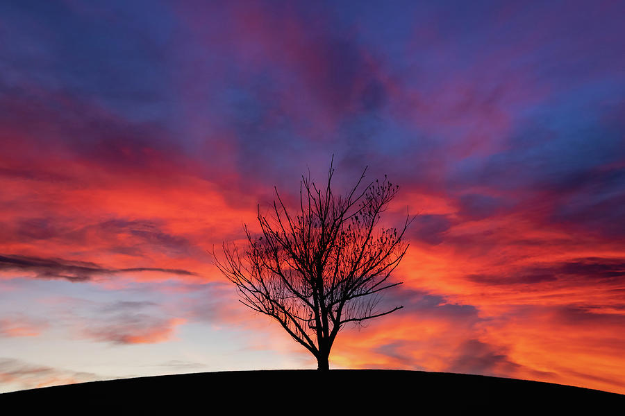 The Lone Tree Photograph by Manpreet Sokhi