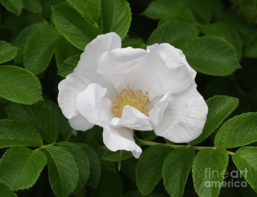 onako prijelom Saga  The Simple White Rose Photograph by Hella Buchheim | Pixels