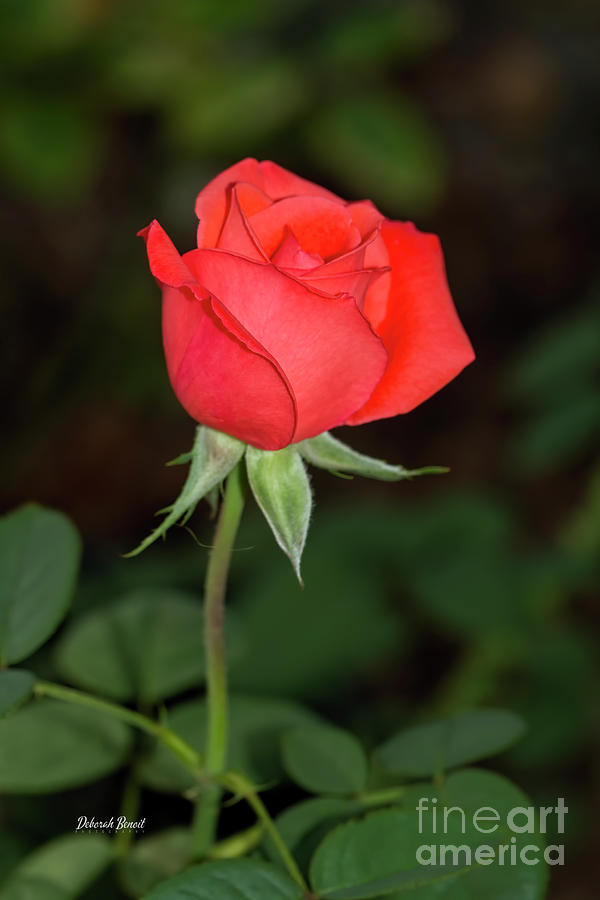 The Single Rose Photograph by Deborah Benoit