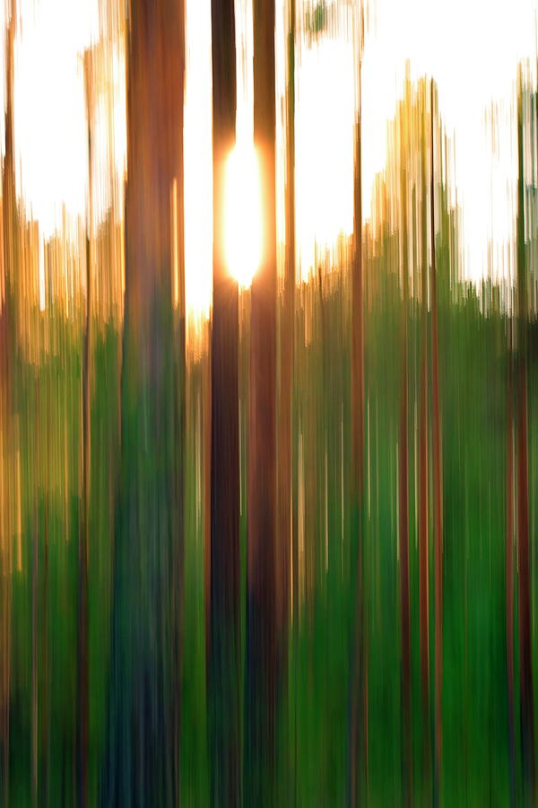 The sinking sun is shining through pine trees - blurred Photograph by Ulrich Kunst And Bettina Scheidulin