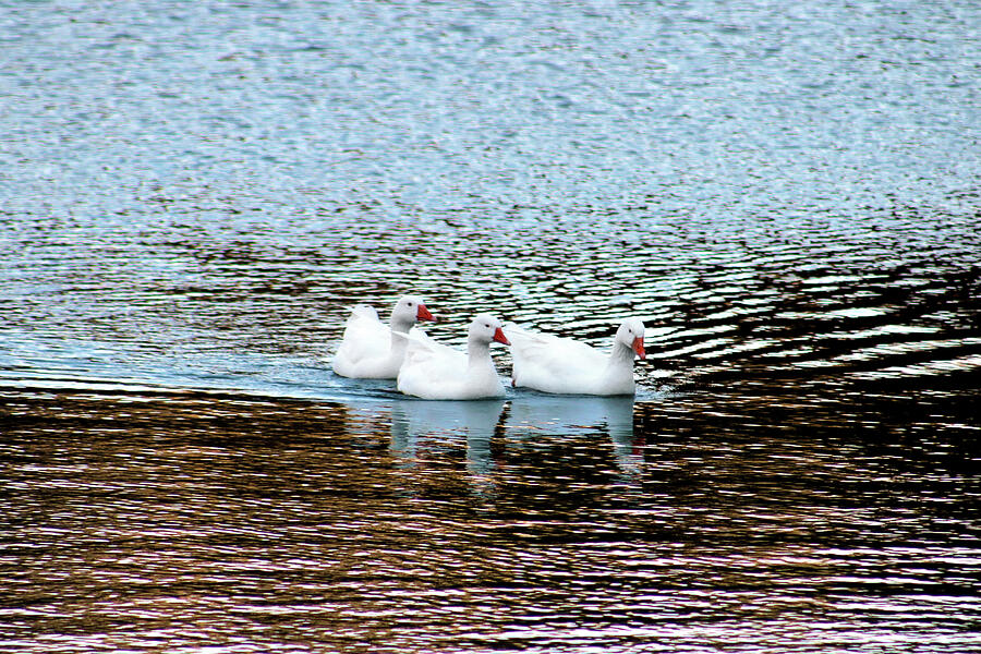 The Sisters Geese's Walk Photograph By Soraya D'apuzzo - Fine Art America