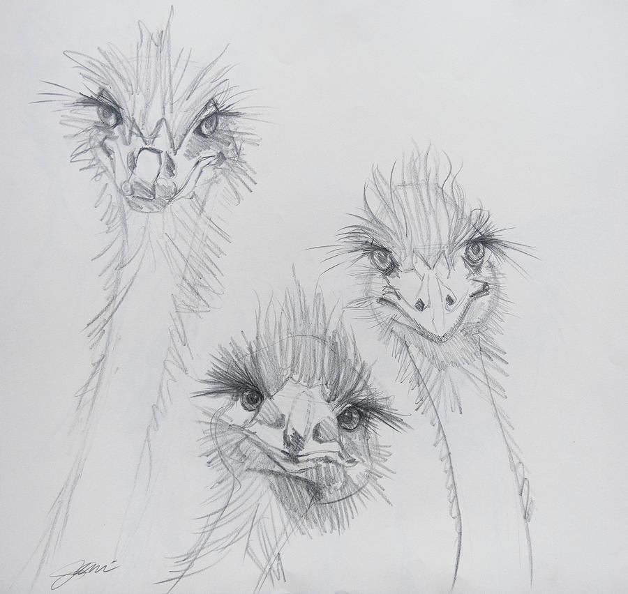 The Sketchy Ostrich Sisters Drawing by Jani Freimann
