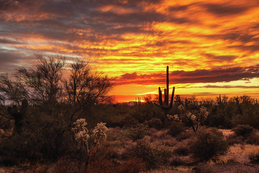 The Skies On Fire In The Sonoran Photograph by Saija Lehtonen - Fine ...