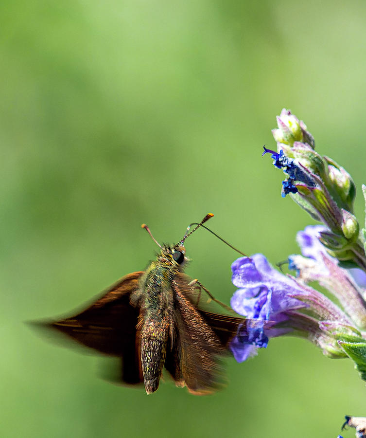 The Skipper And The Catmint Photograph by Jim Wilce